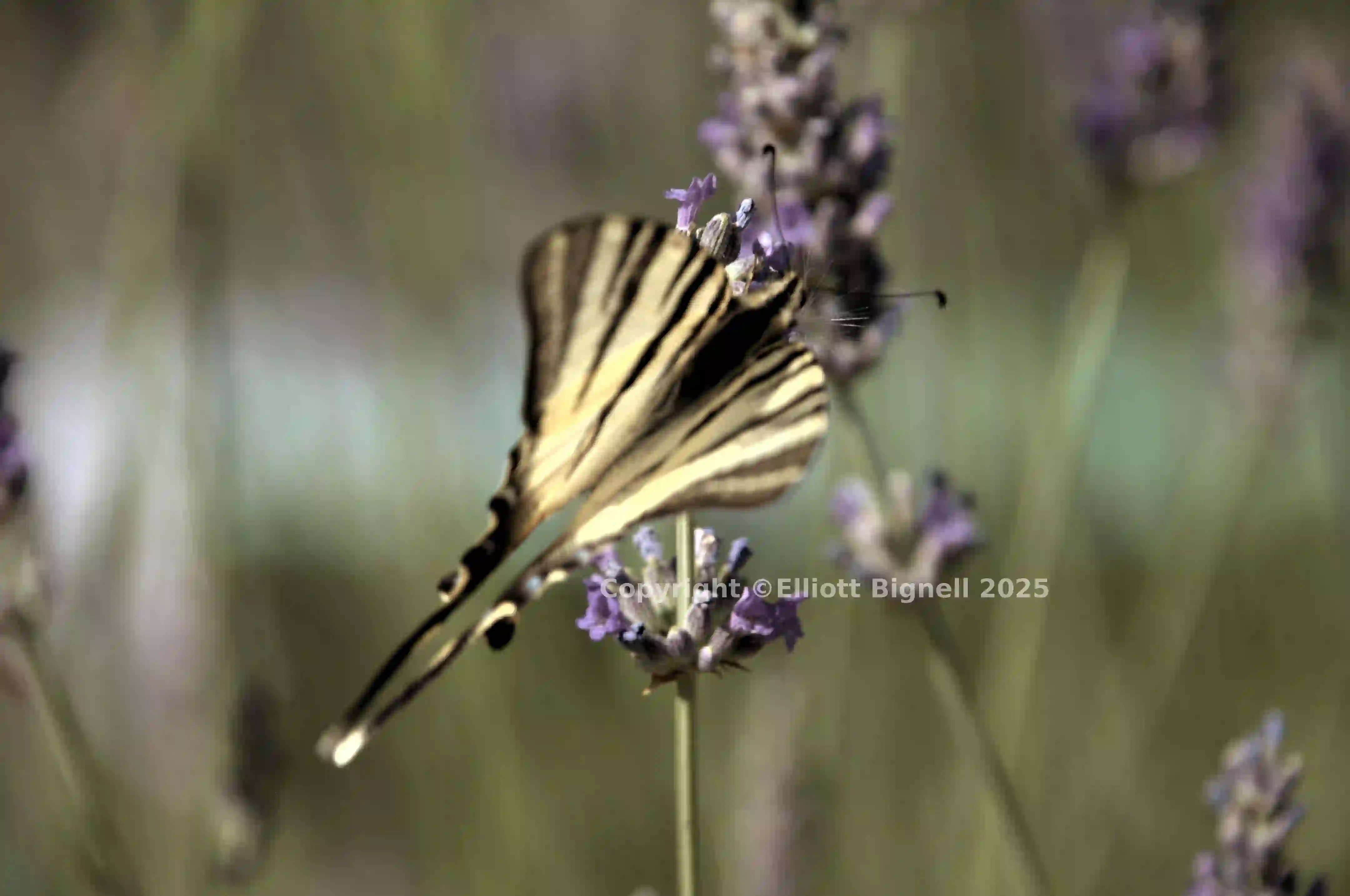 dsd_018865.jpg