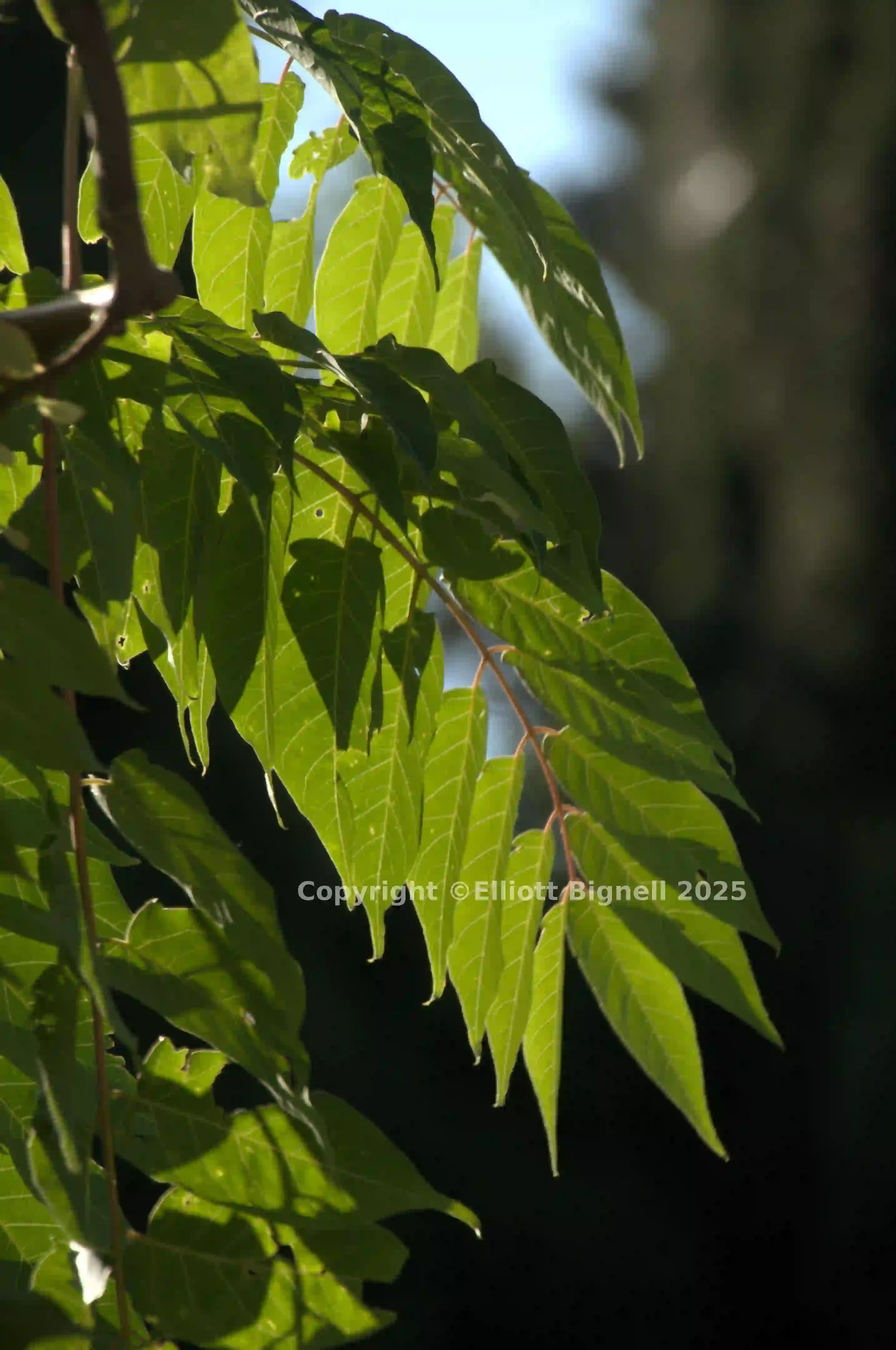 dsd_019049.jpg