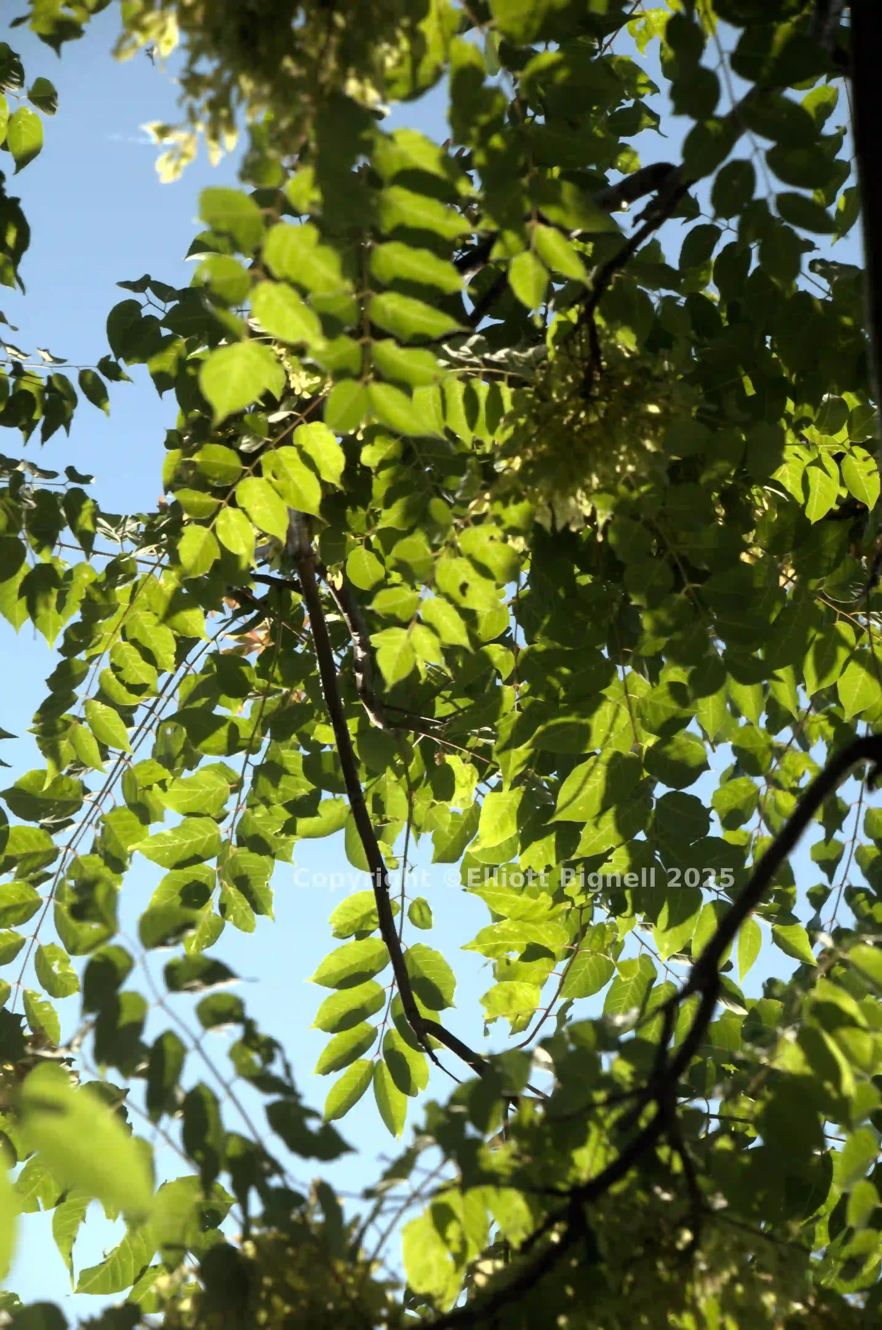 dsd_019052.jpg