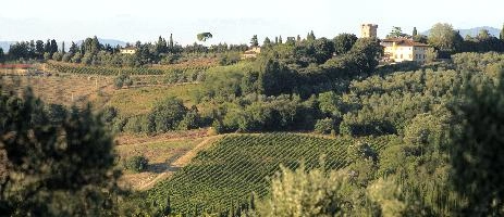 Agricultural landscape with vineyards and olives in Montespertoli, Florence in Tuscany, mediterranean, europe, florence, tuscany, italy
