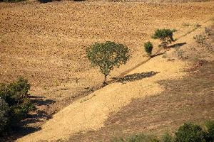 Arable field with graphically-positioned trees in Tuscany, null