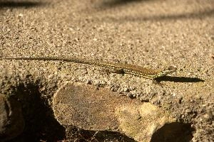 Italian wall lizard or ruin lizard (Podarcis siculus) in Tuscany, mediterranean, europe, italy