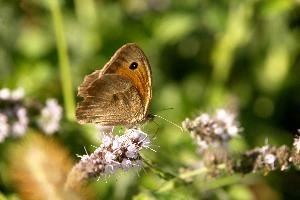 Meadow brown butterfly in Tuscany, mediterranean, europe, italy