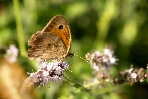 Meadow brown butterfly in Tuscany, mediterranean, europe, italy