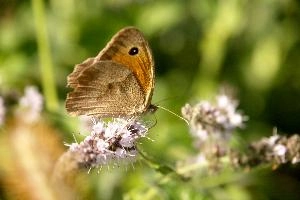 Meadow brown butterfly in Tuscany, mediterranean, europe, italy