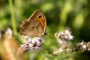 Meadow brown butterfly in Tuscany, mediterranean, europe, italy