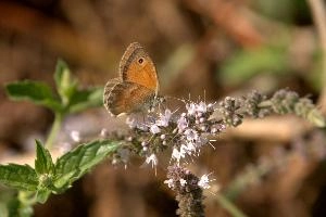 Meadow brown butterfly on wild mint in Tuscany, mediterranean, europe, italy