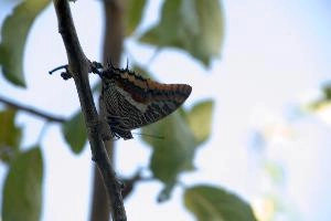 Butterfly on stem in Tuscany, mediterranean, europe, italy