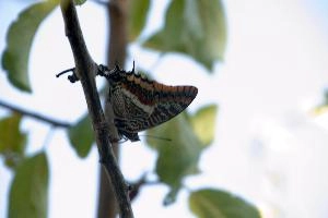 Butterfly on stem in Tuscany, mediterranean, europe, italy
