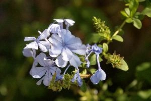 Blue flowers in Tuscany, mediterranean, europe, italy