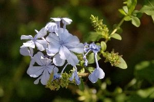 Blue flowers in Tuscany, mediterranean, europe, italy