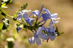 Blue flowers in Tuscany, mediterranean, europe, italy