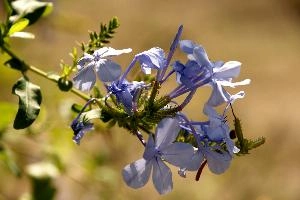 Blue flowers in Tuscany, mediterranean, europe, italy