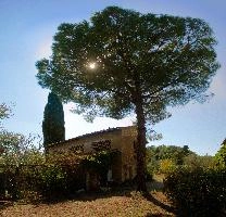 Maritime pine in Montespertoli, Tuscany, mediterranean, europe, italy