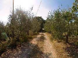 Lane flanked by olives in Montespertoli, Tuscany, mediterranean, europe, italy