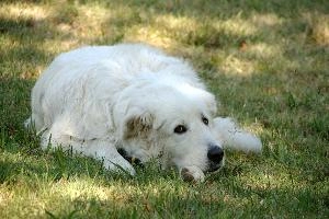 Maremma sheepdog lying on lawn in Tuscany, null