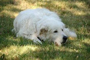 Maremma sheepdog lying on lawn in Tuscany, null
