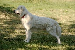 Maremma sheepdog standing on lawn in Tuscany, null