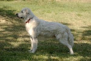 Maremma sheepdog standing on lawn in Tuscany, null