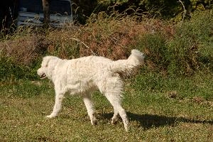 Maremma sheepdog walking on lawn in Tuscany, null