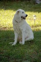 Maremma sheepdog sitting on lawn in Tuscany, null