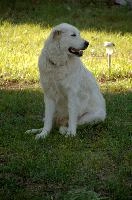 Maremma sheepdog standing on lawn in Tuscany, null