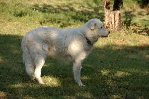 Maremma sheepdog standing on lawn in Tuscany, null