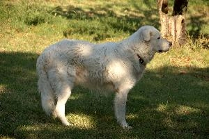 Maremma sheepdog standing on lawn in Tuscany, null