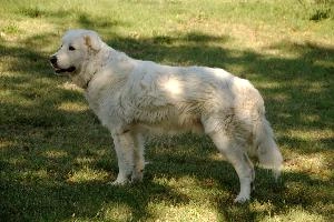 Maremma sheepdog standing on lawn in Tuscany, null