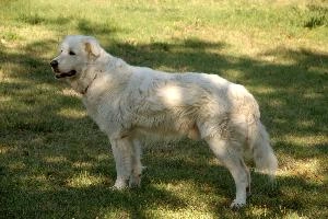 Maremma sheepdog standing on lawn in Tuscany, europe, italy, toscana, montespertoli, garden, lawn, dog, white, maremma, sheepdog, aninal, pet