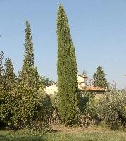 Cypress and rustico in the Tuscan landscape of Montespertoli, Florence, mediterranean, europe, florence, tuscany, italy