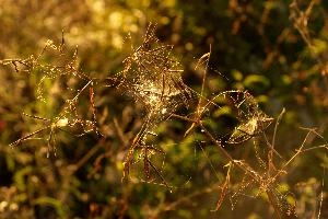 Evening light on stalks and webs in Tuscany, mediterranean, europe, italy