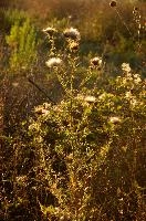 Evening light on thistle in Tuscany, mediterranean, europe, italy