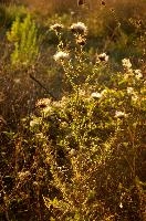 Evening light on thistle in Tuscany, mediterranean, europe, italy