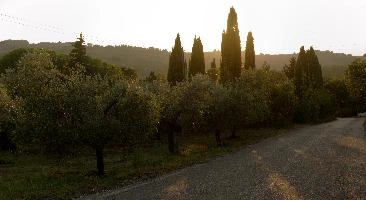 Cypresses and olives in the Tuscan sunset, Polvereto in Florence, mediterranean, europe, florence, tuscany, italy