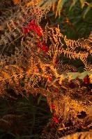 Autumn colours of berries and bracken in Tuscany, mediterranean, europe, italy
