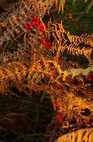 Autumn colours of berries and bracken in Tuscany, mediterranean, europe, italy