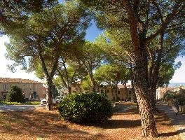 Maritime pines in town square in Barberino val d, null