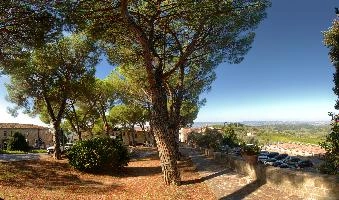Maritime pines in village square of Barberino val, null