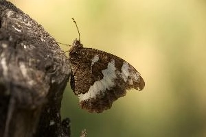 Butterfly in Tuscany, null