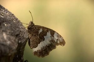 Butterfly in Tuscany, null