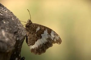 Butterfly in Tuscany, null