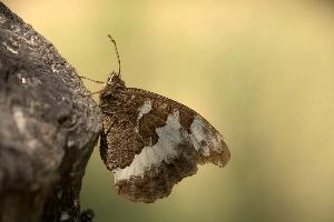 Butterfly in Tuscany, null