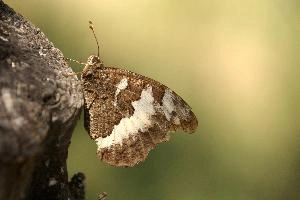 Butterfly in Tuscany, null