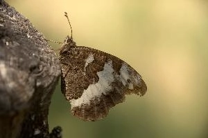 Butterfly in Tuscany, null