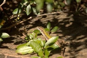 Italian wall lizard or ruin lizard (Podarcis siculus) in Tuscany, reptile, macro, siculus, nature, podarcis, vertebrate, ruin, wild, lizard, sunshine, mediterranean, wall, pattern, small, italian, green, eye, tuscany, scales, skin, italy, wildlife, close-up, europe, animal, brown
