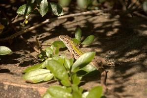 Italian wall lizard or ruin lizard (Podarcis siculus) in Tuscany, reptile, macro, siculus, nature, podarcis, vertebrate, ruin, wild, lizard, sunshine, mediterranean, wall, pattern, small, italian, green, eye, tuscany, scales, skin, italy, wildlife, close-up, europe, animal, brown
