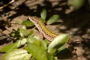 Italian wall lizard or ruin lizard (Podarcis siculus) in Tuscany, reptile, macro, siculus, nature, podarcis, vertebrate, ruin, wild, lizard, sunshine, mediterranean, wall, pattern, small, italian, green, eye, tuscany, scales, skin, italy, wildlife, close-up, europe, animal, brown