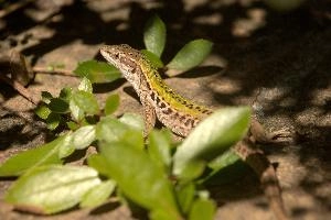 Italian wall lizard or ruin lizard (Podarcis siculus) in Tuscany, reptile, macro, siculus, nature, podarcis, vertebrate, ruin, wild, lizard, sunshine, mediterranean, wall, pattern, small, italian, green, eye, tuscany, scales, skin, italy, wildlife, close-up, europe, animal, brown