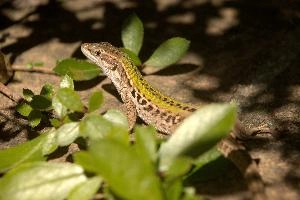 Italian wall lizard or ruin lizard (Podarcis siculus) in Tuscany, reptile, macro, siculus, nature, podarcis, vertebrate, ruin, wild, lizard, sunshine, mediterranean, wall, pattern, small, italian, green, eye, tuscany, scales, skin, italy, wildlife, close-up, europe, animal, brown